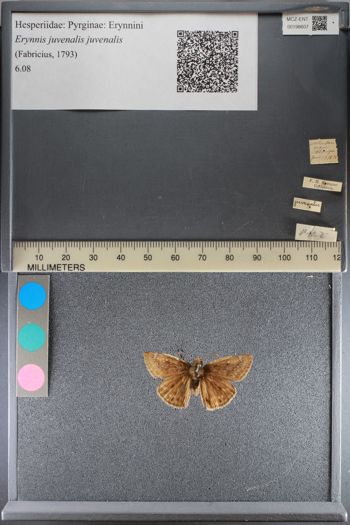 Media type: image;   Entomology 198607